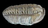 Flexicalymene Trilobite Free Of Rock - Ohio #60997-2